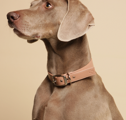 Blush pink vegan apple leather dog collar-3
