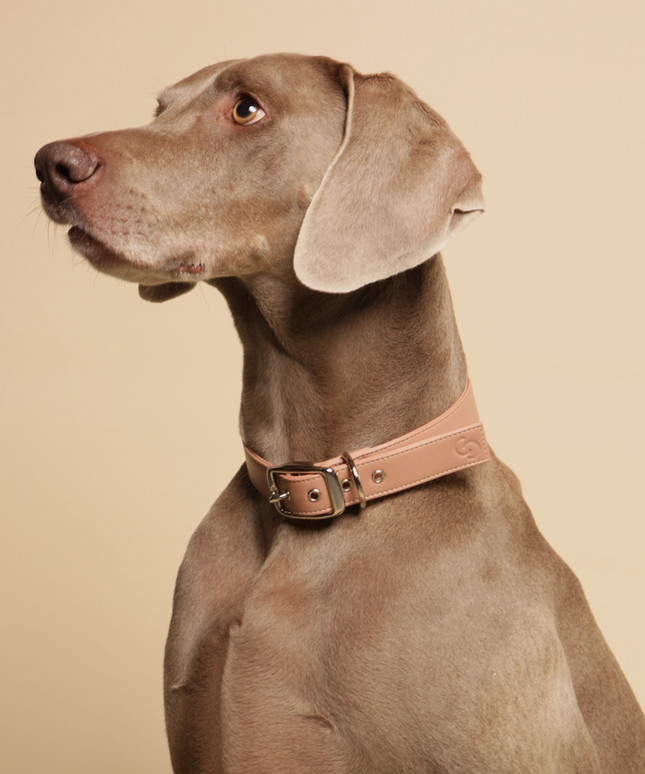 Blush pink vegan apple leather dog collar-3