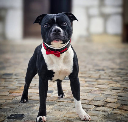 The "Bowtie" collar black-2