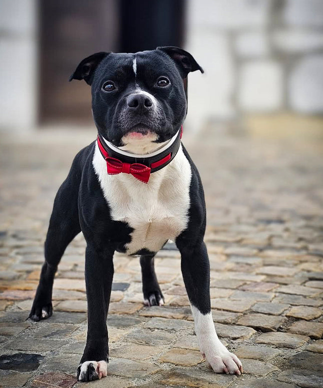 The "Bowtie" collar black-2