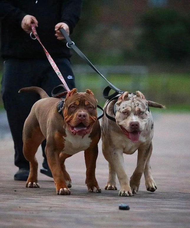 BESTIA DOG SPORT dual handle leash Red Camo-3