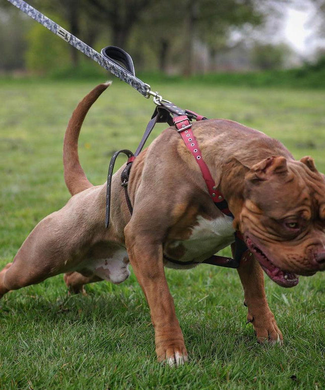 BESTIA DOG SPORT dual handle leash grey camo-3