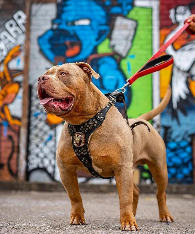 BESTIA DOG SPORT dual handle leash Red-4