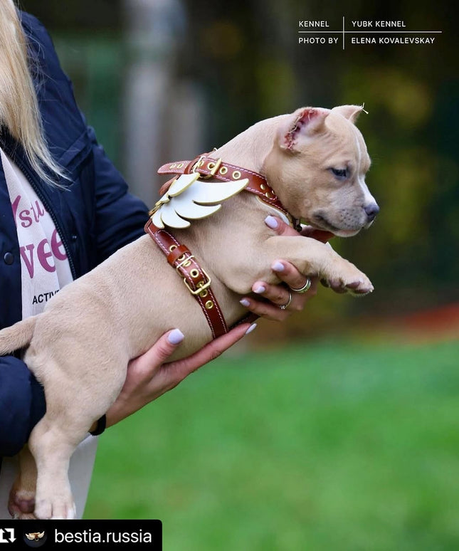 The "Hermeses" leather harness - Small to Medium Size-3