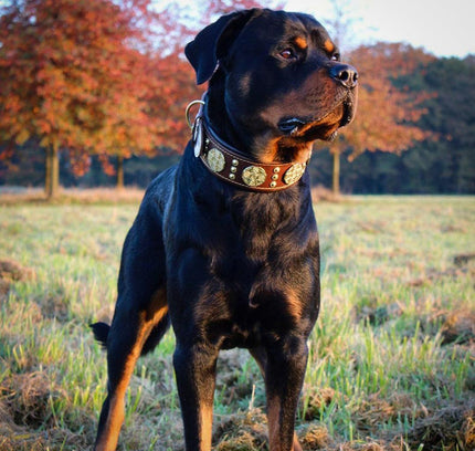 The "Maximus" collar 2.5 inch wide brown & gold-4