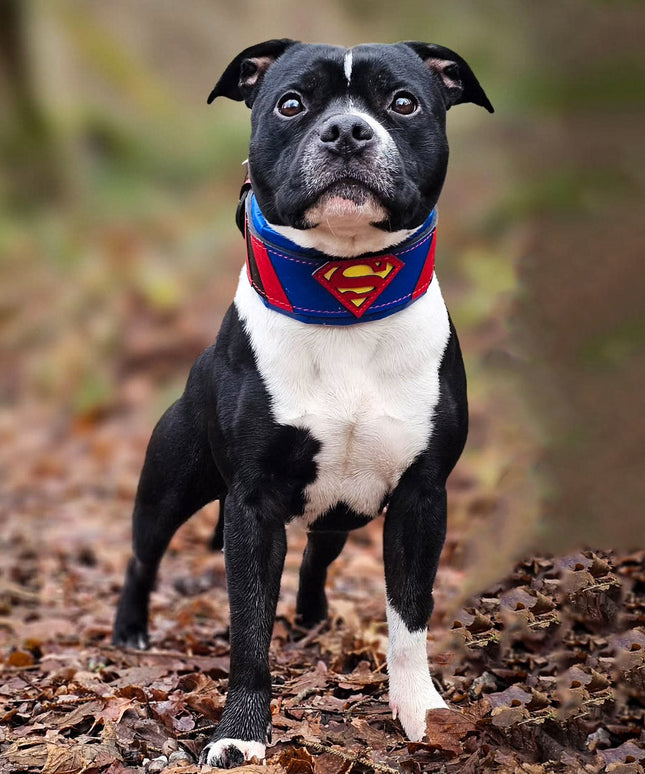Superdog Collar-3