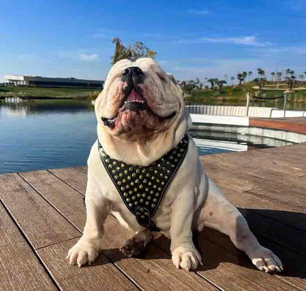 The "Gladiator" harness Gold/Silver-2