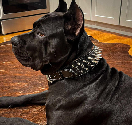The "Big Boy" collar