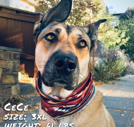 SW Amigo Pup Scruff-3