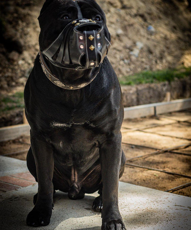 'Aztec'' Basket Muzzle Black-2