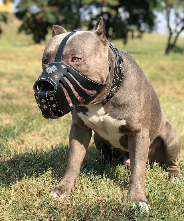 'Aztec'' Basket Muzzle Black-1