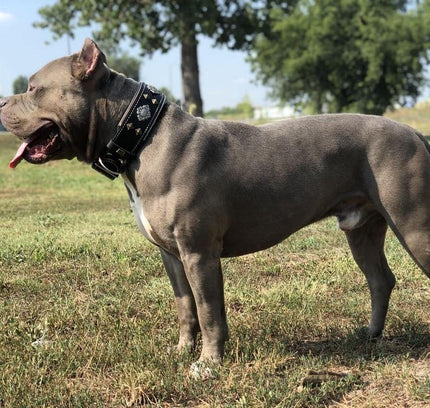 "Aztec" black dog collar-1