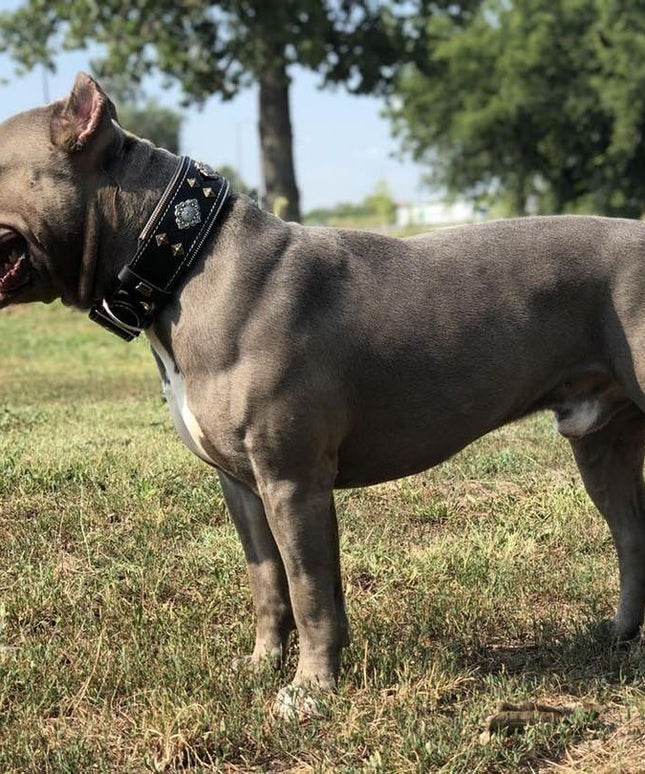 "Aztec" black dog collar-1