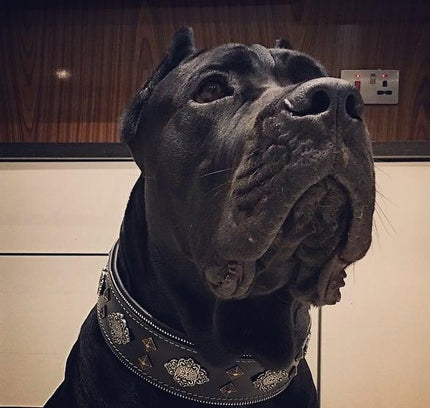 "Aztec" black dog collar-2