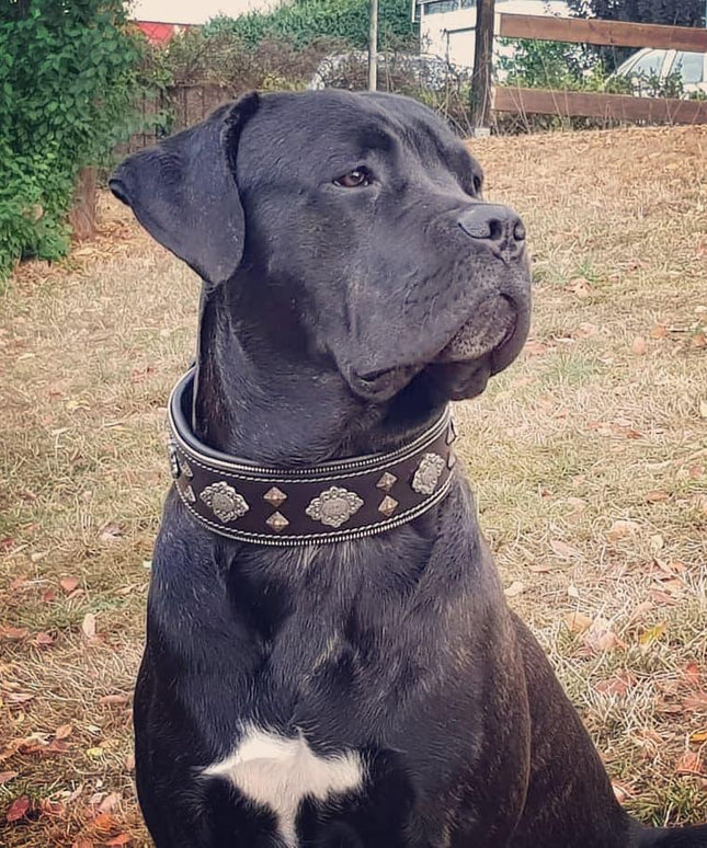 "Aztec" black dog collar-3