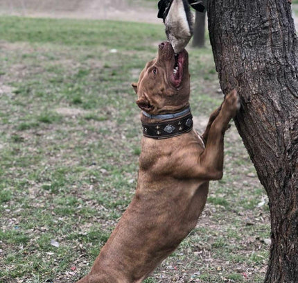 "Aztec" brown dog collar-3
