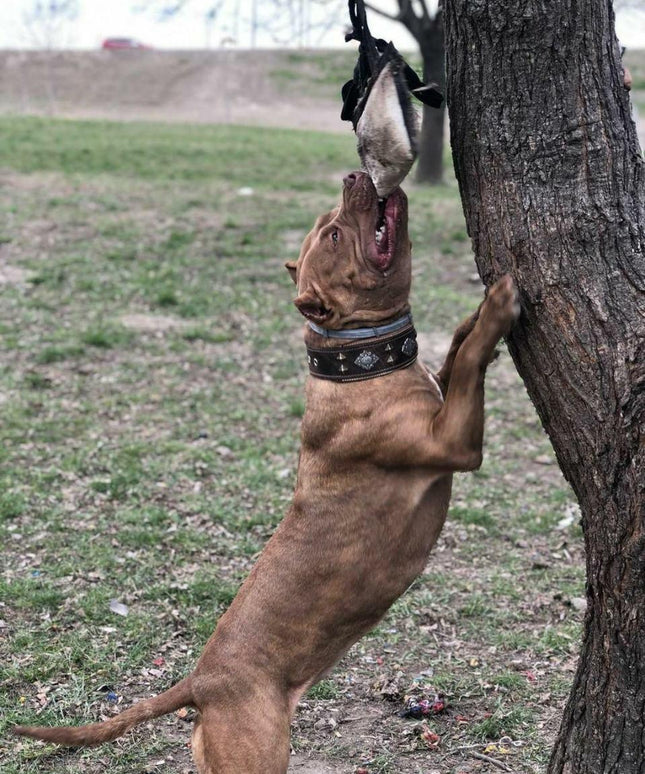 "Aztec" brown dog collar-3