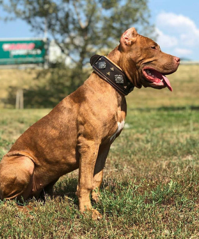 "Aztec" brown dog collar-1