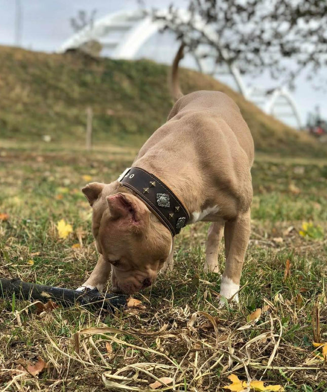 "Aztec" brown dog collar-2