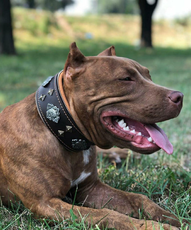 "Aztec" brown dog collar-4