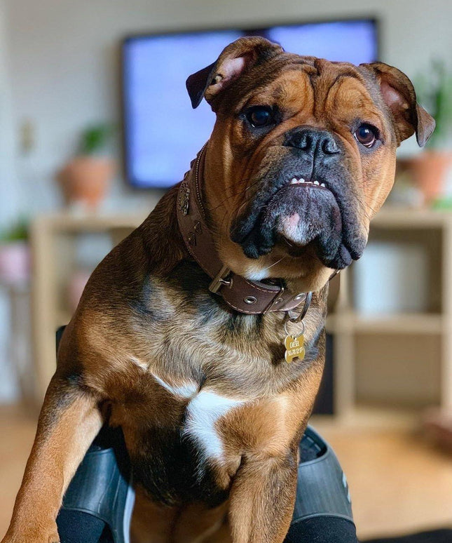 "Aztec" grey dog collar-2