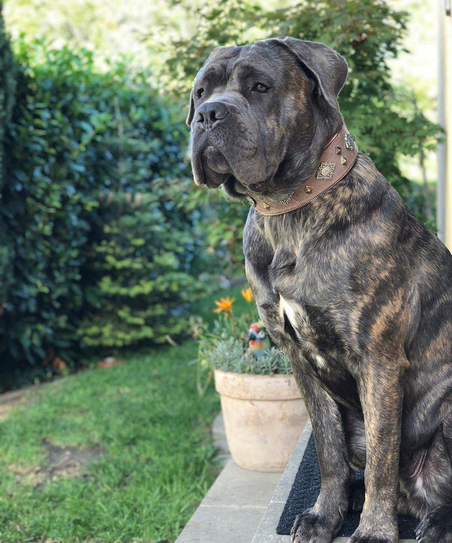 "Aztec" grey dog collar-3