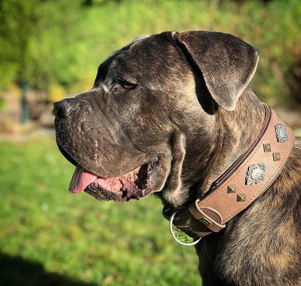 "Aztec" grey dog collar-4