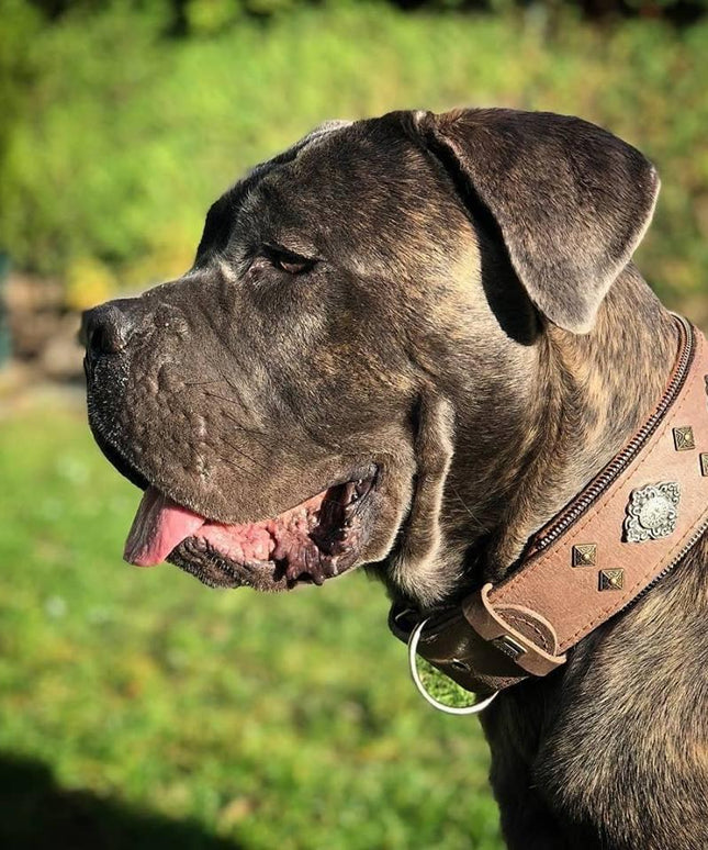 "Aztec" grey dog collar-4