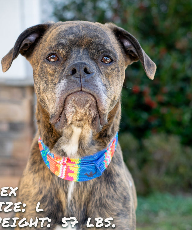 Bedouin Paws Pup Scruff-4