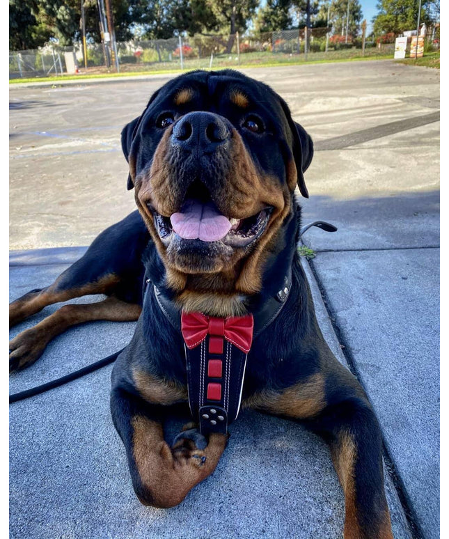 Bestia ''Bowtie'' leather harness