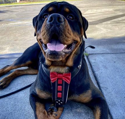 Bestia ''Bowtie'' leather harness-1