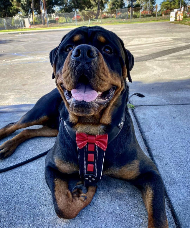 Bestia ''Bowtie'' leather harness-1