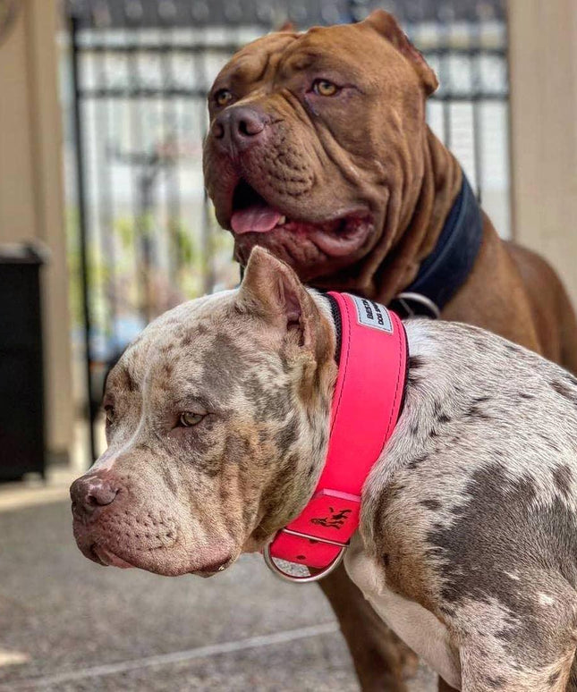 BESTIA DOG SPORT COLLAR NEON PINK-3