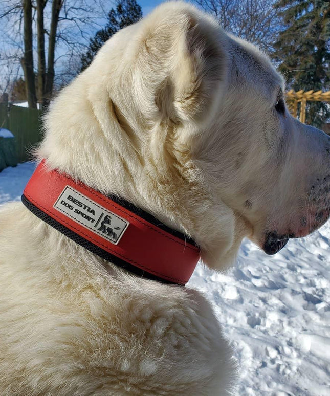 BESTIA DOG SPORT COLLAR RED-3