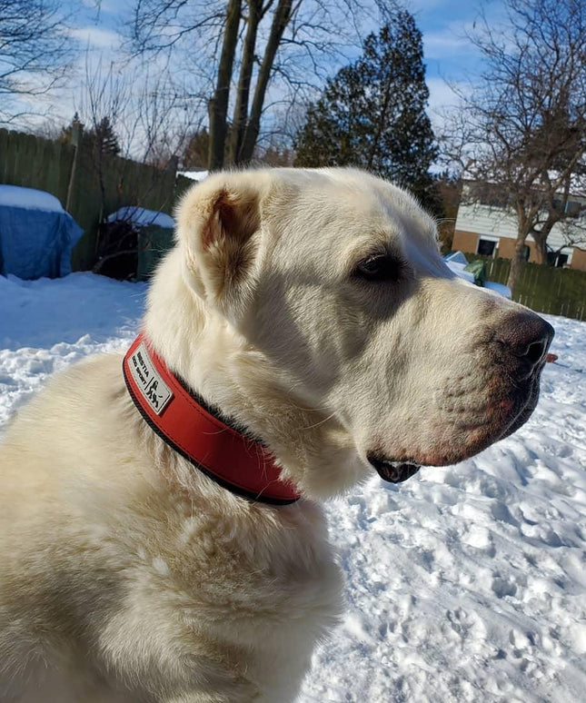 BESTIA DOG SPORT COLLAR RED-4