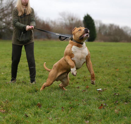 BESTIA DOG SPORT dual handle leash black-3