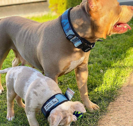 BESTIA DOG SPORT FAST RELEASE COLLAR BLUE-4