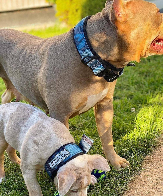 BESTIA DOG SPORT FAST RELEASE COLLAR BLUE-4