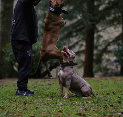 BESTIA DOG SPORT HANDLE COLLAR-4