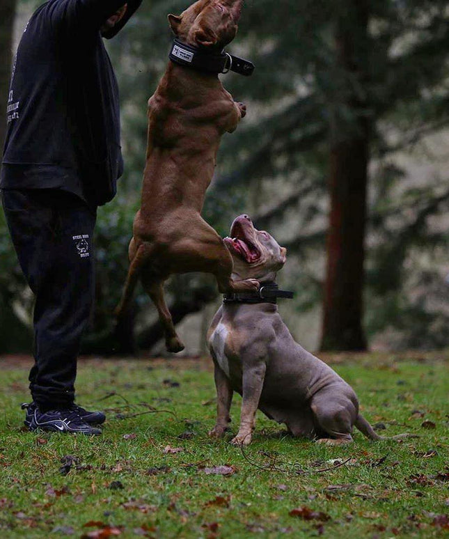 BESTIA DOG SPORT HANDLE COLLAR-4