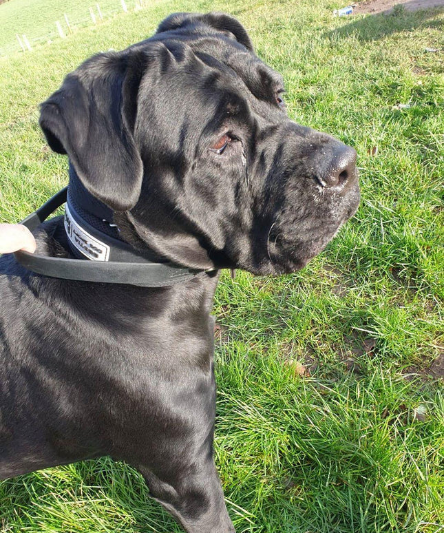 BESTIA DOG SPORT HANDLE COLLAR-3