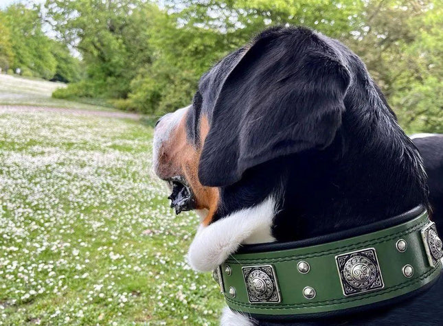 The "Eros" collar 2.5 inch wide Green