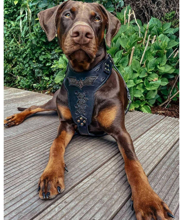 'BATMAN'' HARNESS