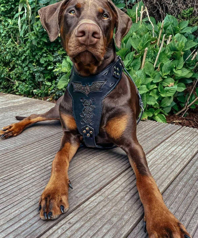 BATDOG HARNESS-2