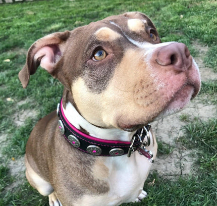 "Bijou" collar black & pink-2