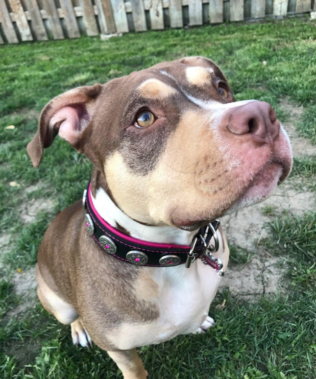 "Bijou" collar black & pink-2