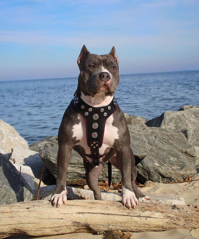 'Bijou'' harness Black & Red for big dogs-1