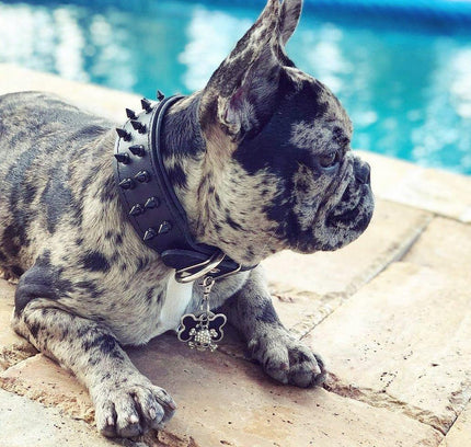 BLACK "Frenchie" collar-1