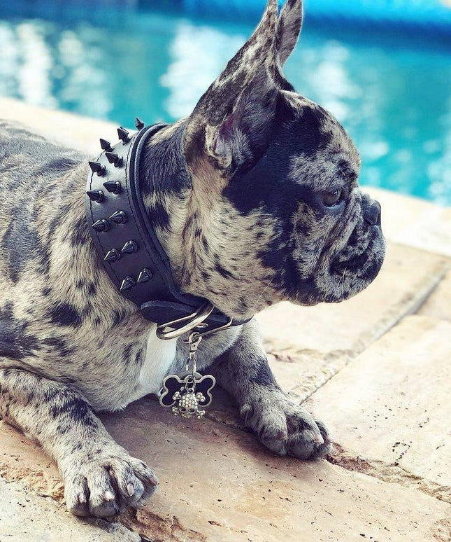 BLACK "Frenchie" collar-1