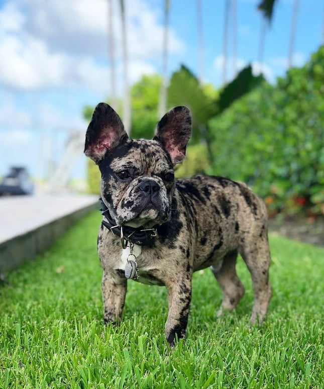 BLACK "Frenchie" collar-2